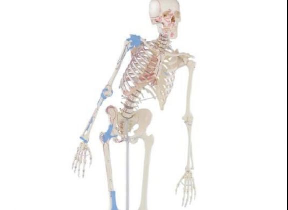 https://jayakelana.id/uploads/product/-3016-skeleton-max-with-80029171384a225_cover.jpg