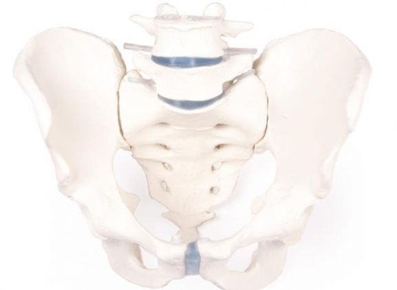 https://jayakelana.id/uploads/product/-4056-male-pelvis-with-458841694471302_cover.jpg