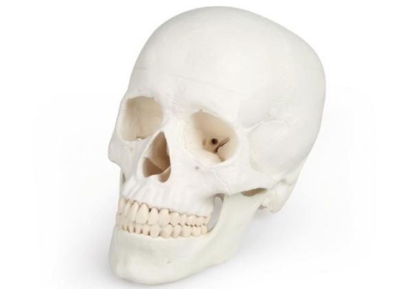 https://jayakelana.id/uploads/product/-4500-skull-model-3-95044f125b7bf2c_cover.jpg
