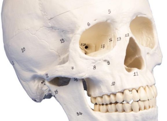 https://jayakelana.id/uploads/product/-4505-skull-model-3-part--25455f6151c21c4_cover.jpg