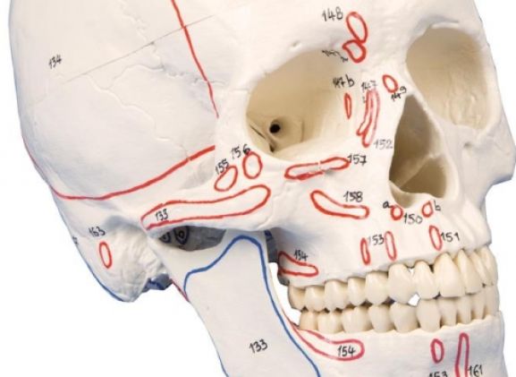 https://jayakelana.id/uploads/product/-4509-skull-model-3-part--78162e33660c210_cover.jpg