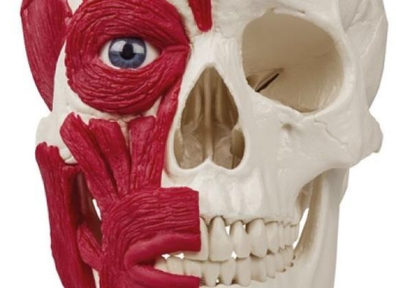 https://jayakelana.id/uploads/product/-4514-skull-with-musculature-91582916e8ec450_cover.jpg