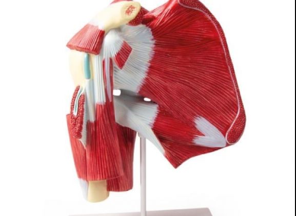 https://jayakelana.id/uploads/product/-4569-model-of-shoulder-49013394441c118_cover.jpg