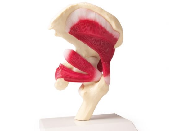 https://jayakelana.id/uploads/product/-4663-hip-joint-life-20362fae9a7c01a_cover.jpg