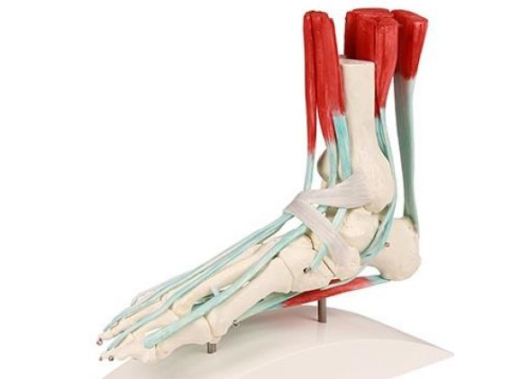 https://jayakelana.id/uploads/product/-6052-foot-skeleton-with-57574329dee2e20_cover.jpg