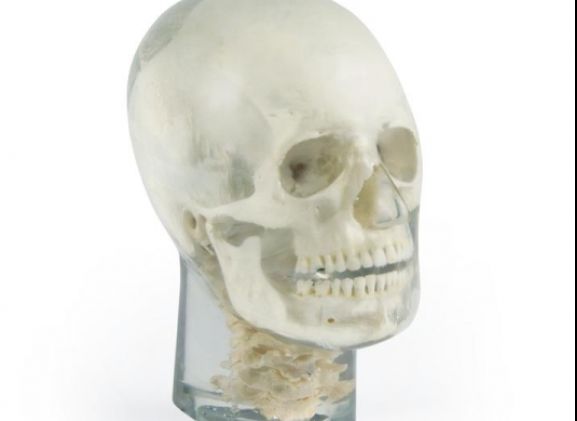 https://jayakelana.id/uploads/product/-7300-x-ray-phantom-head-788086d6d940225_cover.jpg