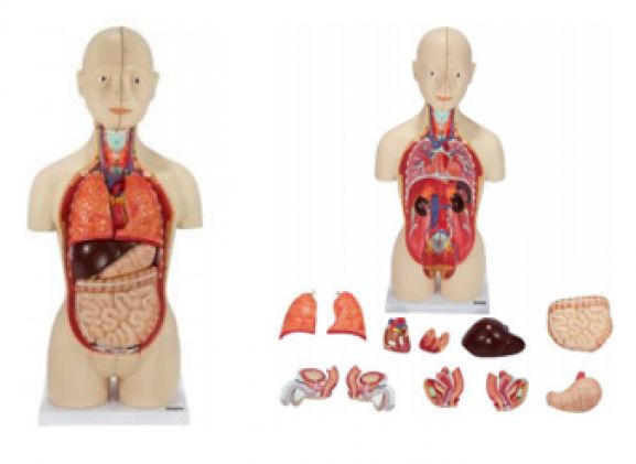 https://jayakelana.id/uploads/product/-a-104264-axis-scientific-16-part-30663c5842538a5_cover.png