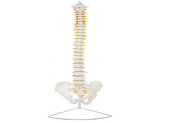 https://jayakelana.id/uploads/product/-a-104268-axis-scientific-life-size-2445554ab34995e_cover.png