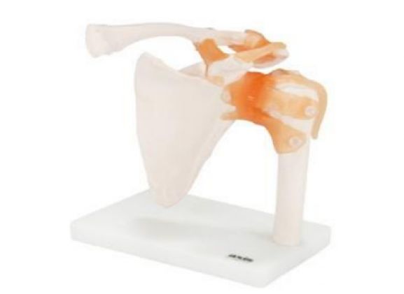 https://jayakelana.id/uploads/product/-a-104273-axis-scientific-flexible-407282878d122c4_cover.png