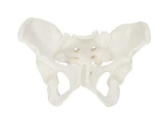 https://jayakelana.id/uploads/product/-a-104276-axis-scientific-wanita-48152c40c15b997_cover.png