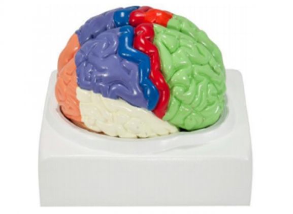 https://jayakelana.id/uploads/product/-a-104278-axis-scientific-life-size-49904bd8103cb89_cover.png