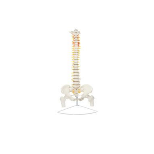 (A-104282) AXIS SCIENTIFIC PREMIUM FLEXIBLE VERTEBRAL COLUMN 