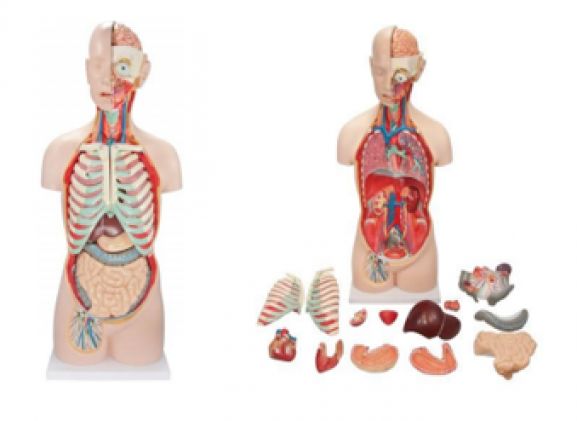 https://jayakelana.id/uploads/product/-a-104283-axis-scientific-18-84222df3595fd7e_cover.png