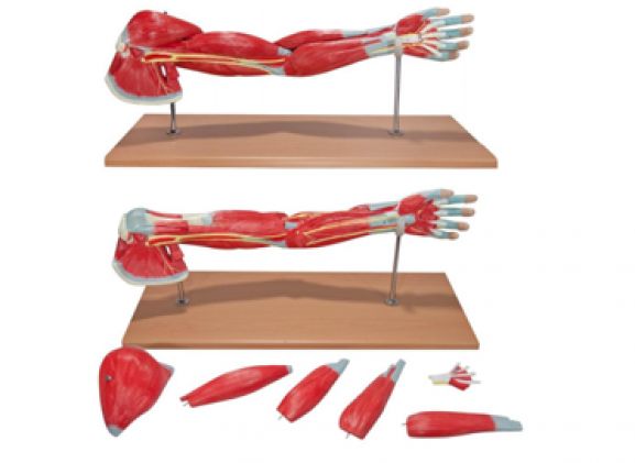 https://jayakelana.id/uploads/product/-a-104284-axis-scientific-premium-8689277f09eac96_cover.png