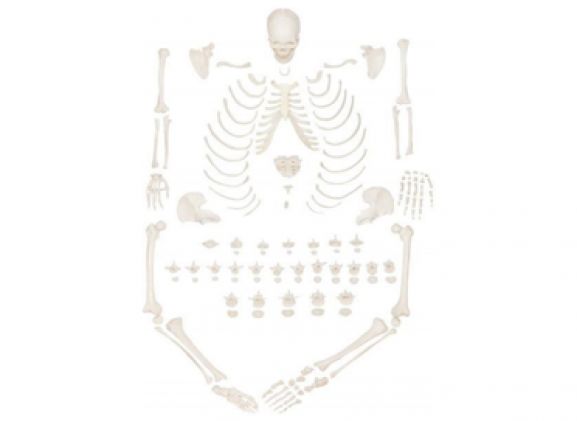 https://jayakelana.id/uploads/product/-a-104406-axis-scientific-lengkap-94837050f0ab4c5_cover.png