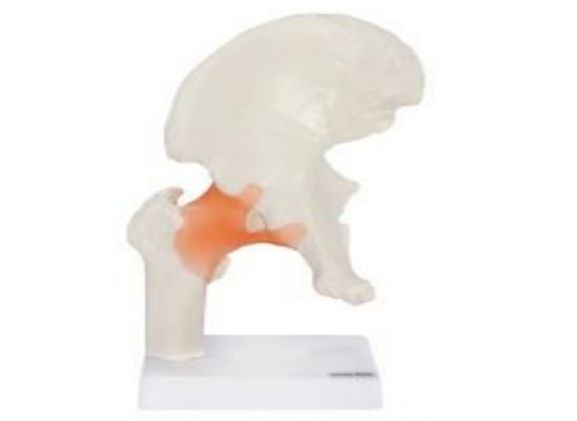 https://jayakelana.id/uploads/product/-a-105164-axis-scientific-flexible-788465da6825c83_cover.png
