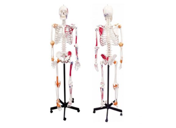 https://jayakelana.id/uploads/product/-a-105172-axis-scientifichuman-skeletonwith-17593ce415f5751_cover.png