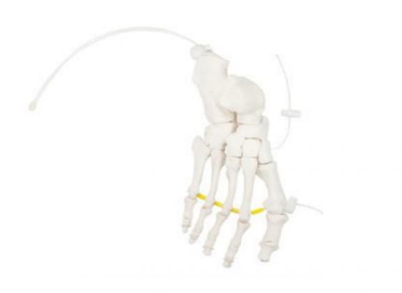 https://jayakelana.id/uploads/product/-a-105174-axis-scientific-foot-704984c4b2b2cfc_cover.png