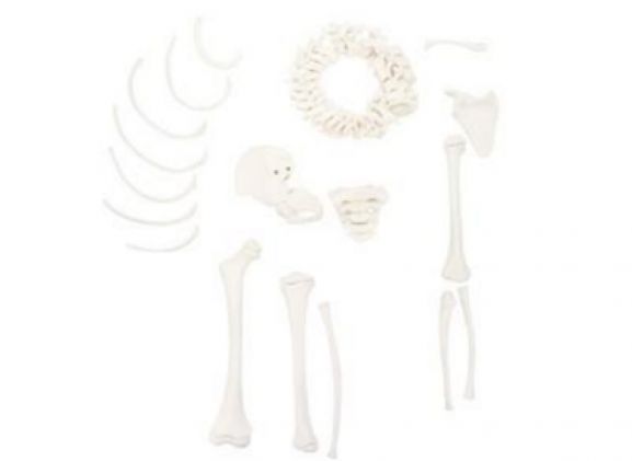 https://jayakelana.id/uploads/product/-a-105176-axis-scientific-disarticulatedhalf-57209179176ba02_cover.png