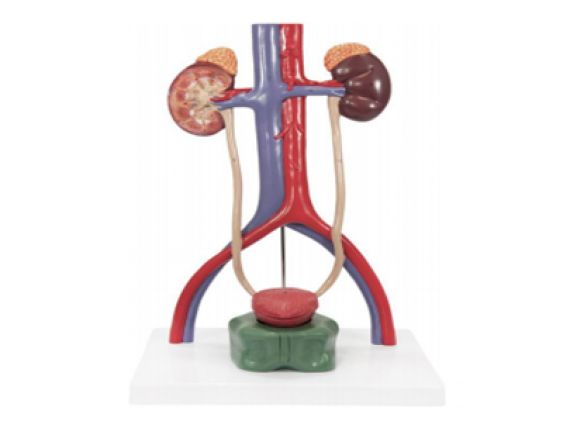 https://jayakelana.id/uploads/product/-a-105186-axis-scientific-urinary-99000a0f02c46b6_cover.png