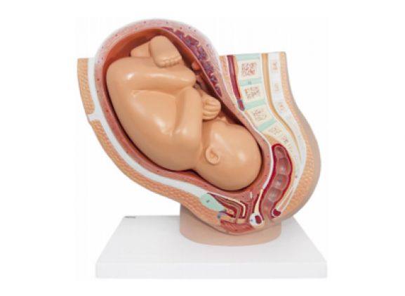https://jayakelana.id/uploads/product/-a-105189-axis-scientific-pregnancy-154785094ebbdf1_cover.png