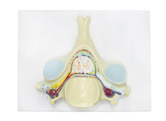 https://jayakelana.id/uploads/product/-a-105191-axis-scientific-5th-6973142f8f5849a_cover.png