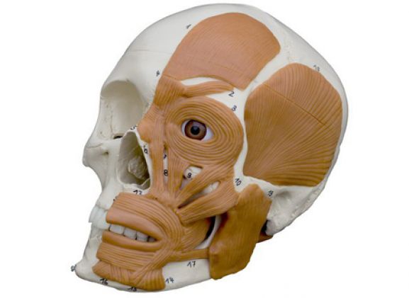 https://jayakelana.id/uploads/product/-a263-model-anatomi--497367314fb9ab9_cover.png