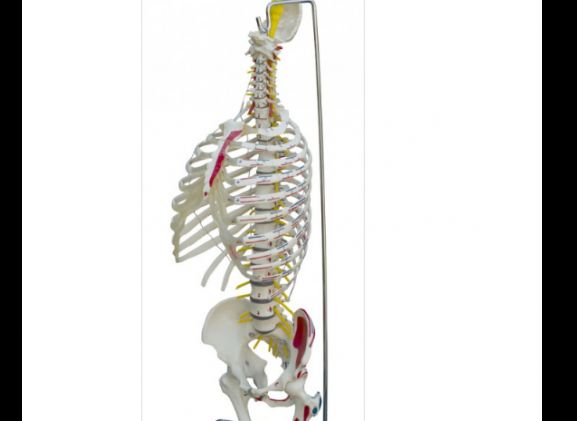 https://jayakelana.id/uploads/product/-a266-spine-with-rib-41467836158661c_cover.png