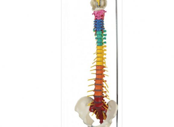https://jayakelana.id/uploads/product/-a273-dorn-s-spine-93490f38830e921_cover.png
