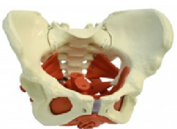https://jayakelana.id/uploads/product/-a276-model-anatomi--543612aea14fcb7_cover.jpg