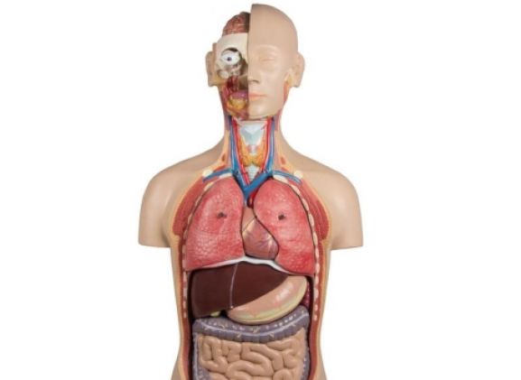 https://jayakelana.id/uploads/product/-b235-torso-with-open-58227e09db3611a_cover.jpg
