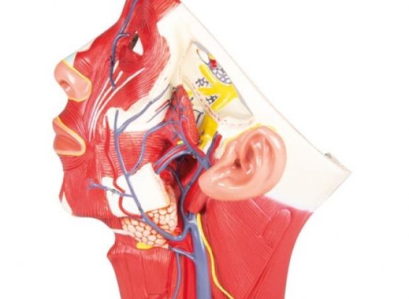 https://jayakelana.id/uploads/product/-c132-veins-of-head-98221ecf070c750_cover.jpg