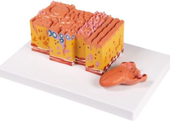https://jayakelana.id/uploads/product/-c166-tongue-and-tongue-716073875273228_cover.jpg
