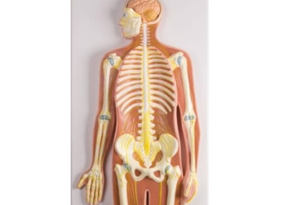 https://jayakelana.id/uploads/product/-c240-nervous-system-1-2-2473372fae2fbf7_cover.jpg