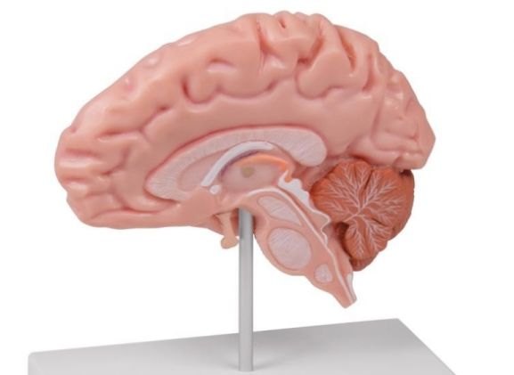 https://jayakelana.id/uploads/product/-c915-anatomical-brain-half--78130aa2e316da1_cover.jpg