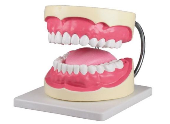 https://jayakelana.id/uploads/product/-d216-oral-hygiene-model-92598cdedd7ab29_cover.jpg