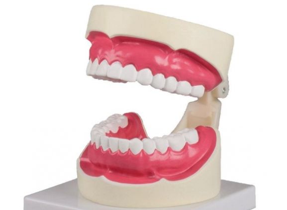 https://jayakelana.id/uploads/product/-d217-oral-hygiene-model-194570d2dd1fc6f_cover.jpg