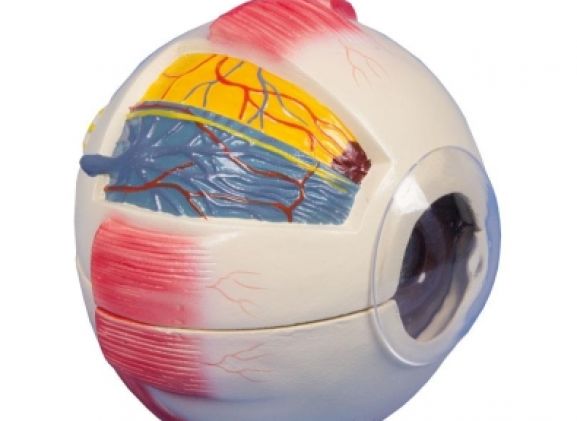 https://jayakelana.id/uploads/product/-f220-eye-6-times-26211f7455e1d1c_cover.jpg