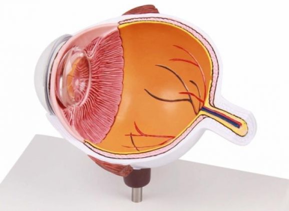 https://jayakelana.id/uploads/product/-f50-eye-half-enlarged-474222b7ae0b4f6_cover.jpg
