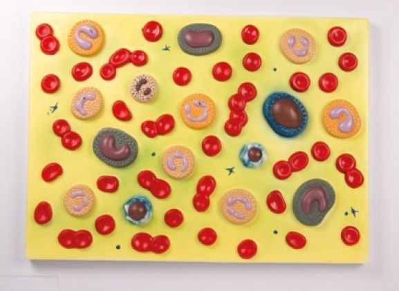 https://jayakelana.id/uploads/product/-g165-human-blood-cells-4554386220fce03_cover.jpg