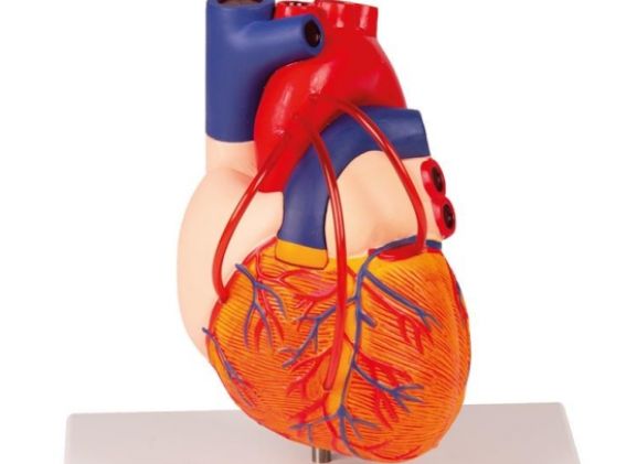 https://jayakelana.id/uploads/product/-g205-heart-with-bypass-861038a94bbcbe8_cover.jpg