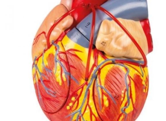 https://jayakelana.id/uploads/product/-g206-heart-with-bypass--4177884aca62d52_cover.jpg