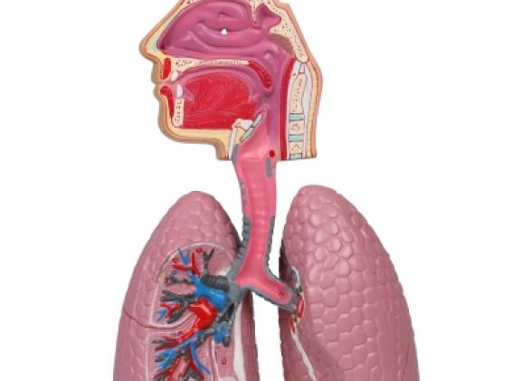 https://jayakelana.id/uploads/product/-g216-human-respiratory-system-92835081292854e_cover.jpg
