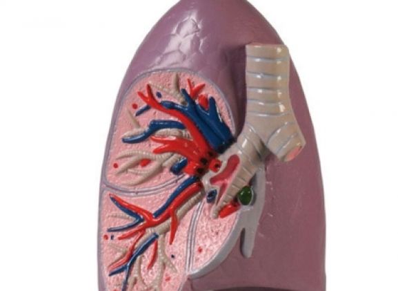 https://jayakelana.id/uploads/product/-g253-lung-half-life-77637b23cb65290_cover.jpg