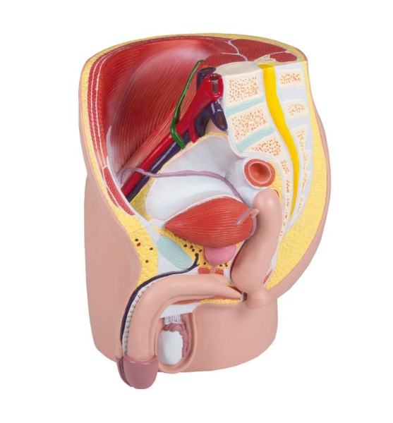 (H211) Male Pelvis, life size, 4-part