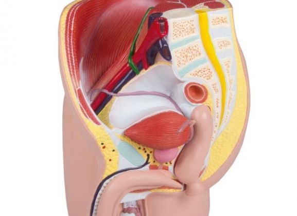 https://jayakelana.id/uploads/product/-h211-male-pelvis-life-72549a71094df75_cover.jpg