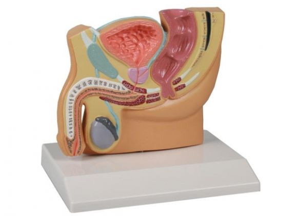https://jayakelana.id/uploads/product/-h221-male-pelvis-section--15800cf2f11ee5e_cover.jpg