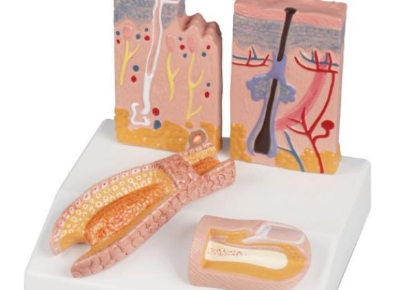 https://jayakelana.id/uploads/product/-j214-skin-hair-nail-desktop-model--75860ccbe70094c_cover.jpg