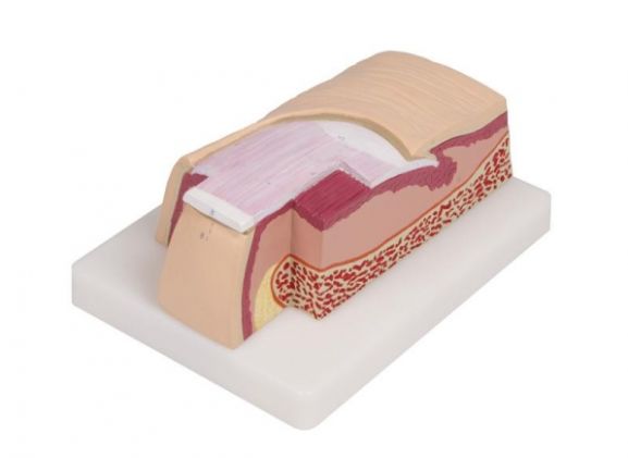 https://jayakelana.id/uploads/product/-j60-nail-model-5-721022333ffa0e0_cover.jpg