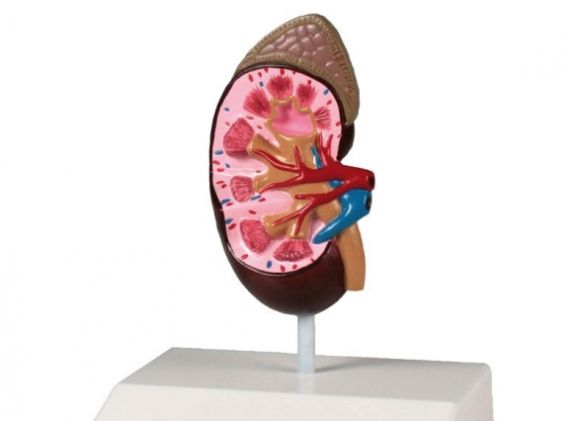 https://jayakelana.id/uploads/product/-k212-kidney-model-life-51850a577c0f904_cover.jpg